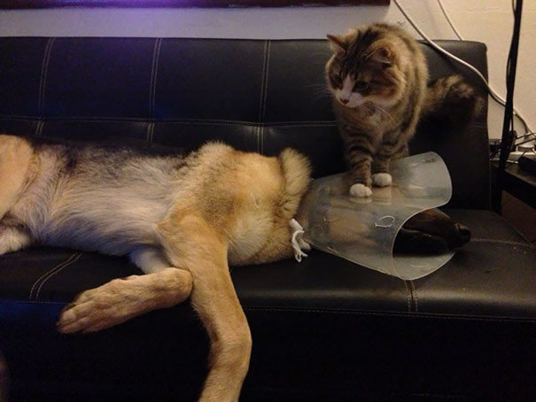 Мало того, что ветеринар наложил жесткий воротник, так тут еще и кот!
