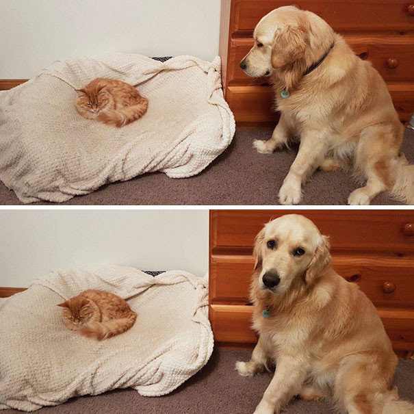 "Мой кот недавно открыл для себя собачью кровать"