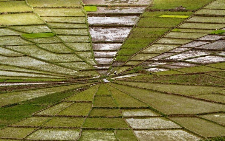 Оптические иллюзии в природе: необычные рисовые поля
