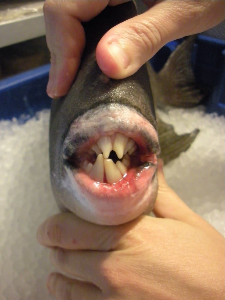 Зубы рыбы семейства спинороговых