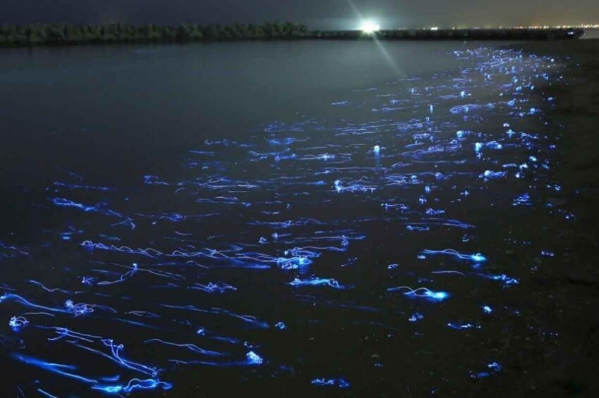 30. Фосфоресцирующие медузы освещают ночной океан. Япония, фотограф Такехито Миятаке