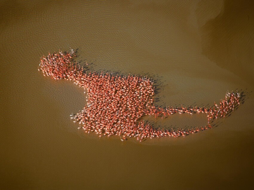11. Стая фламинго. Полуостров Юкатан. Фотограф - Роберт Б. Хаас