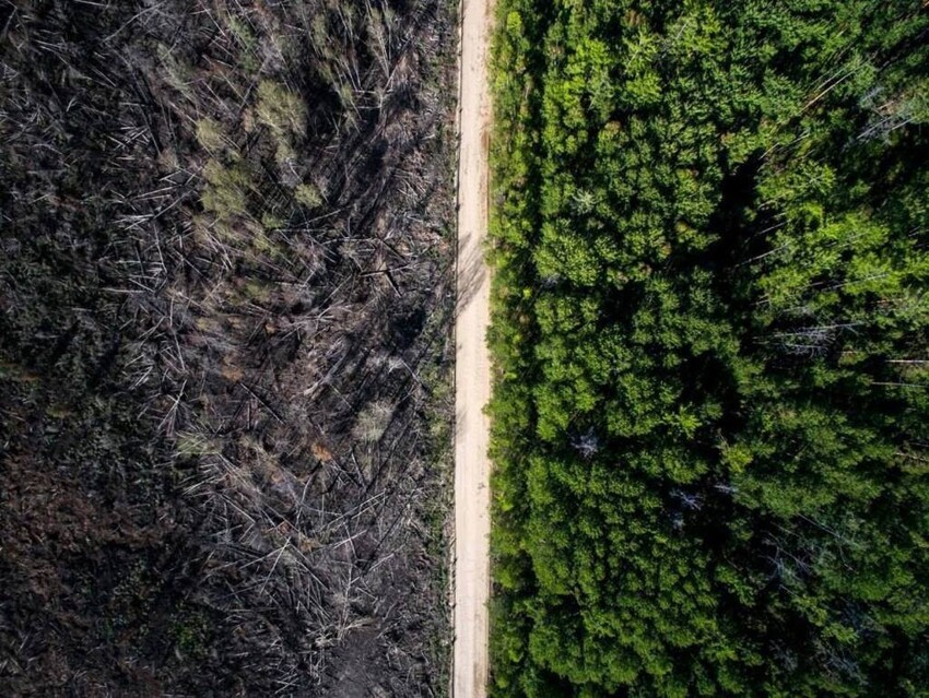 23. Дорога, которая остановила лесной пожар. Фотограф - Евгений Грин