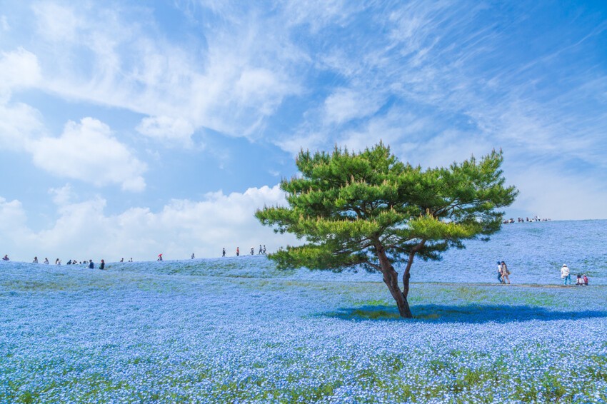 2. Ковер из голубых немофил в приморском парке Хитачи. Япония, фотограф Хироки Кондо