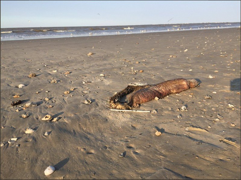 Порождение урагана: на техасском пляже нашли загадочного монстра