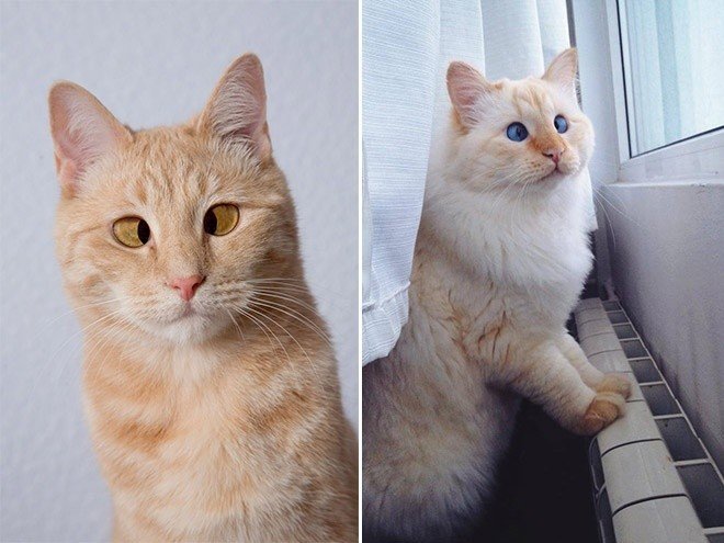 Милейшие коты с глазками "вразбег", чей изъян делает их уникальными