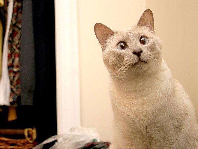Милейшие коты с глазками "вразбег", чей изъян делает их уникальными