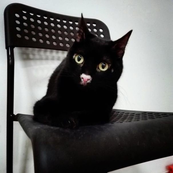 Черный кот с розовым носиком
