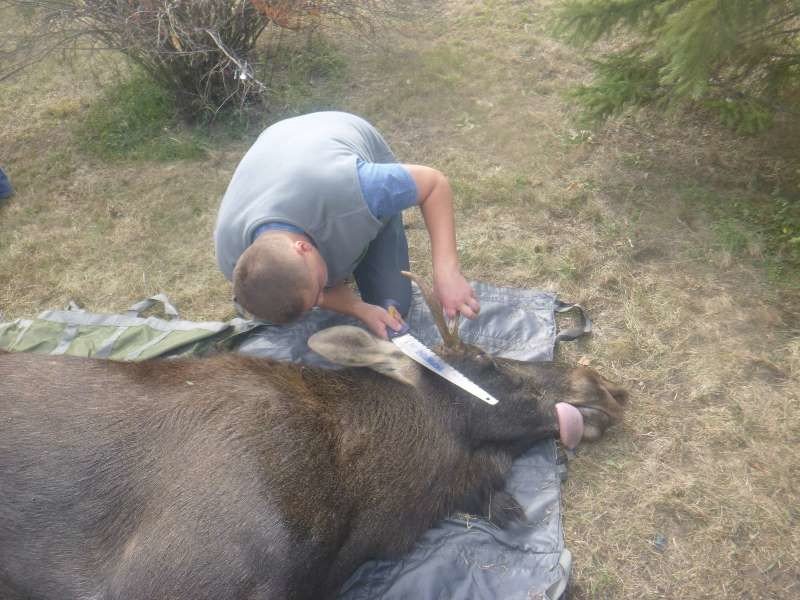 В Киеве провели масштабную операцию по спасению лося
