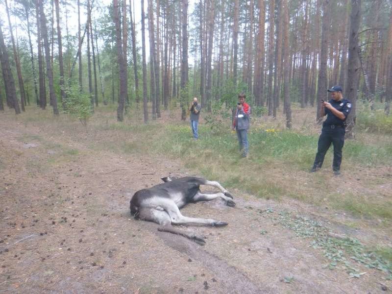 В Киеве провели масштабную операцию по спасению лося