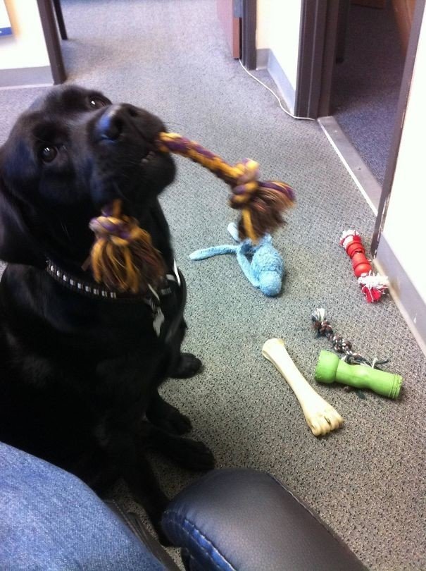 "Это был последний день на работе. Кажется, наша офисная собака хочет, чтобы я остался — она принесла мне все свои игрушки"