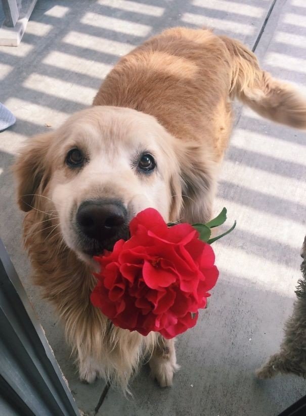 "Моя собака слишком хороша для этого мира, она принесла мне цветок"