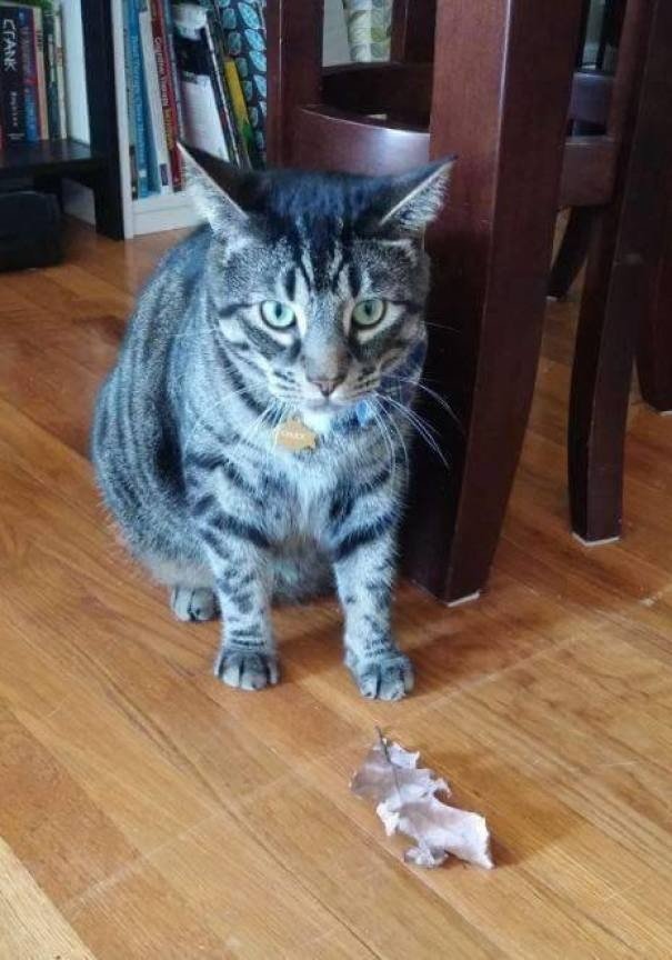 "Мой кот всегда завидовал навыкам охоты своих дальних родственников живущих в саванне, поэтому он вышел на улицу и поймал листик"