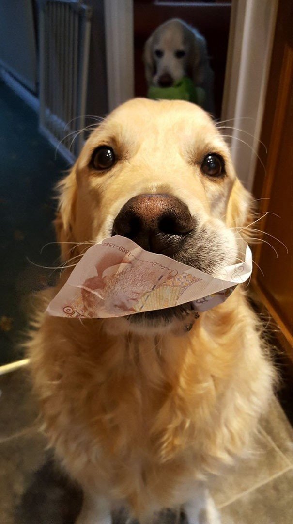 Моя собака принесла мне 10 долларов"