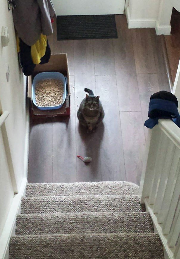 "Мой кот Генри каждое утро приносит мне свою игрушечную мышь, заявляя об успешной охоте в ночное время"