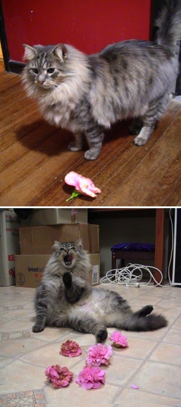 "Это мой кот Слэш и он приносит мне цветы каждую ночь. Настоящий джентльмен"