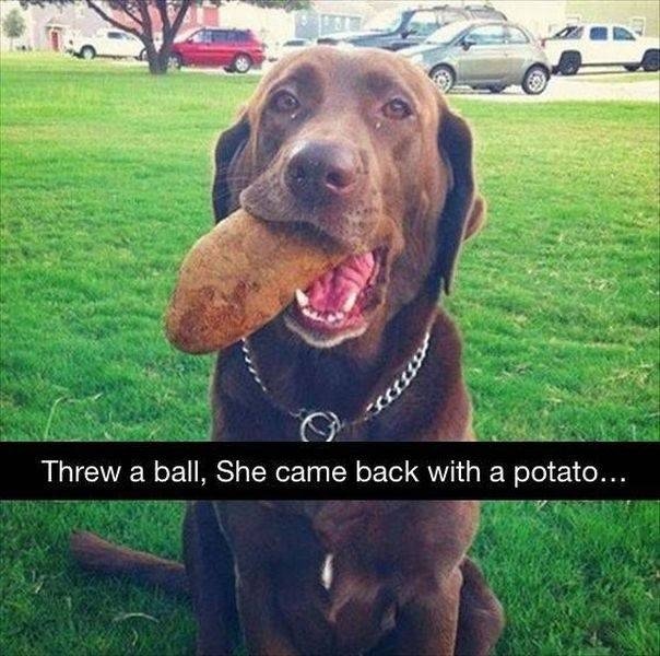 "Я бросил своей собаке мяч, а она принесла мне картошку"