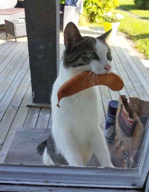 "Моя кошка вернулась с  колбасой, украденной в каком-то местном магазине"