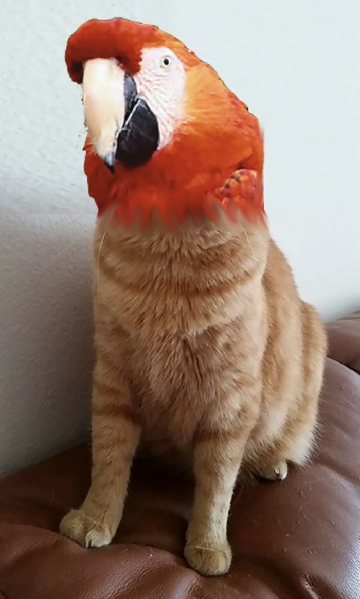Котоптицы