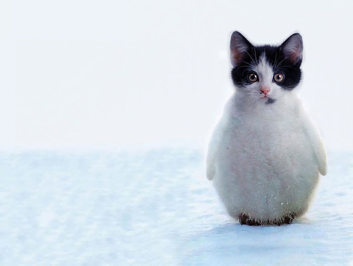 Котоптицы