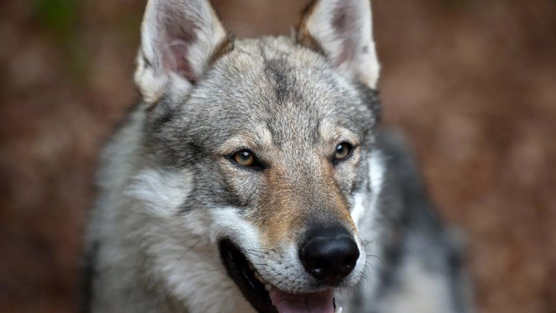 Учёные показали, что волки понимают причинно-следственную связь лучше собак.