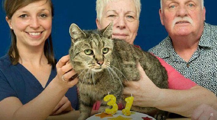В Англии умер старейший в мире кот
