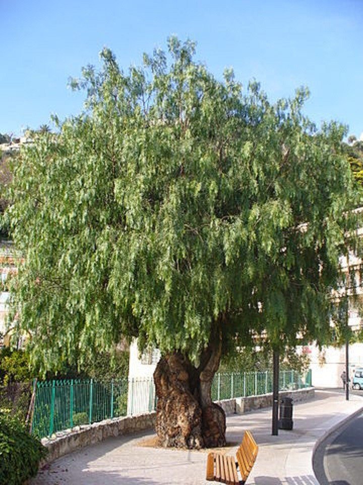 Шинус (лат. Schínus) —  часто называют перцовым деревом. Иллюстрация к письму отношения не имеет. Это не Клайд - таким он мог стать.