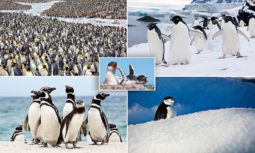 Невероятно очаровательные пингвины от фотографа, влюбленного в Антарктику