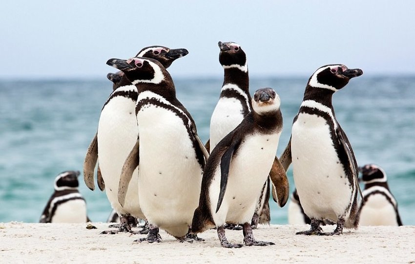 Невероятно очаровательные пингвины от фотографа, влюбленного в Антарктику