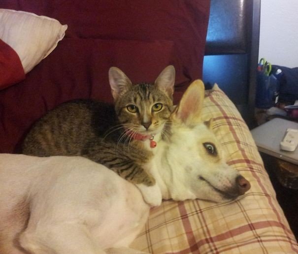 Дружба собак и кошек