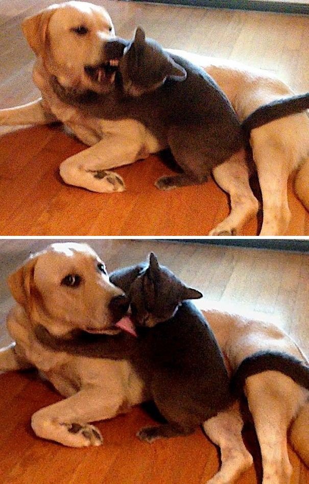 Дружба собак и кошек