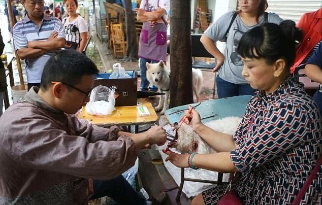Шок! Китайский садист-ветеринар удалял собакам голосовые связки, чтобы не лаяли