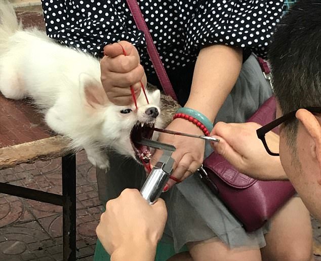 Шок! Китайский садист-ветеринар удалял собакам голосовые связки, чтобы не лаяли
