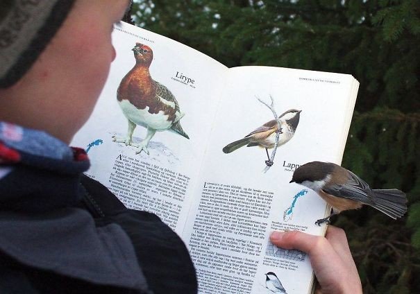 Эта птица приземлилась на страницу книги, в которой как раз-таки рассказывалось о ее виде