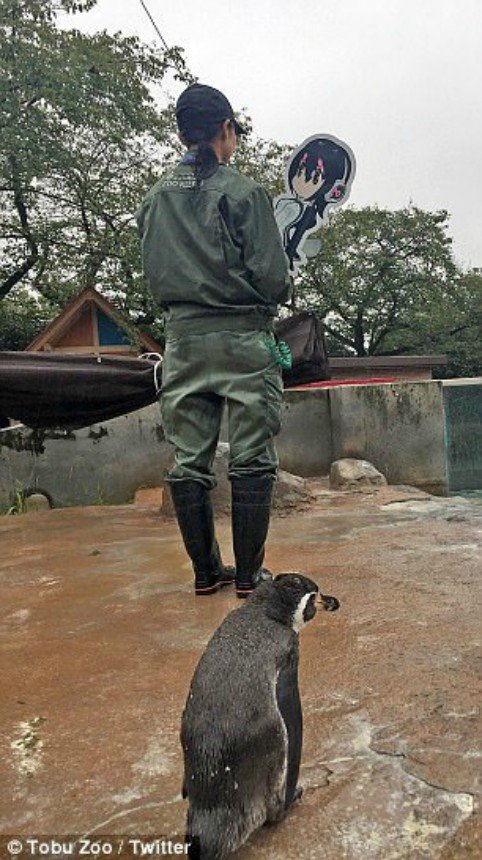 Разбитое сердце: в связи с тайфуном, бушующим в Японии, сотрудники зоопарка были вынуждены принять меры и убрали фигурку из вольера. Грейп, не печалься!