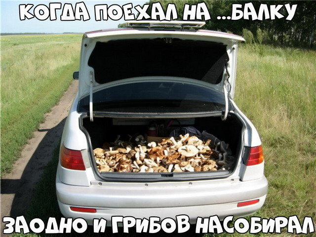 Автовсячина