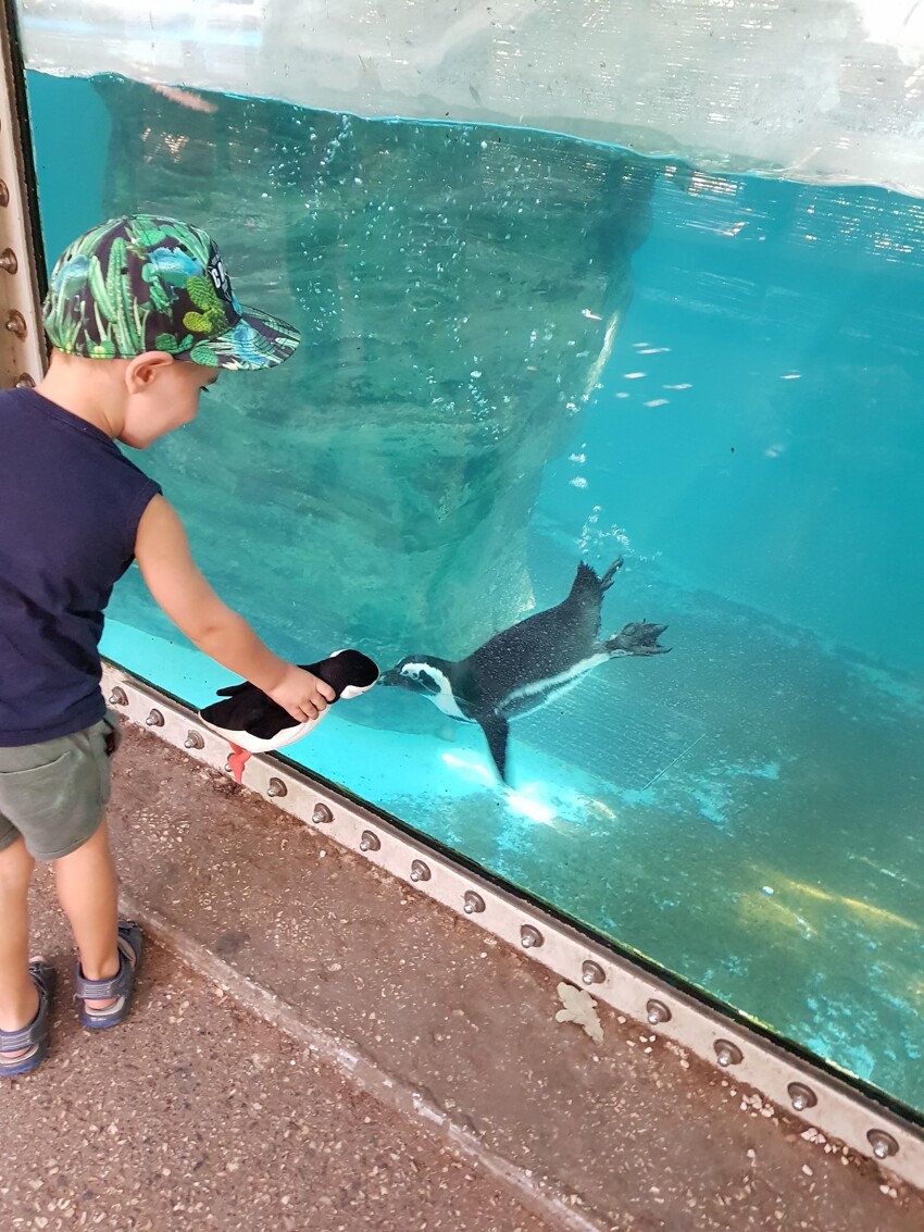 Мальчик принес в зоопарк плюшевого пингвина
