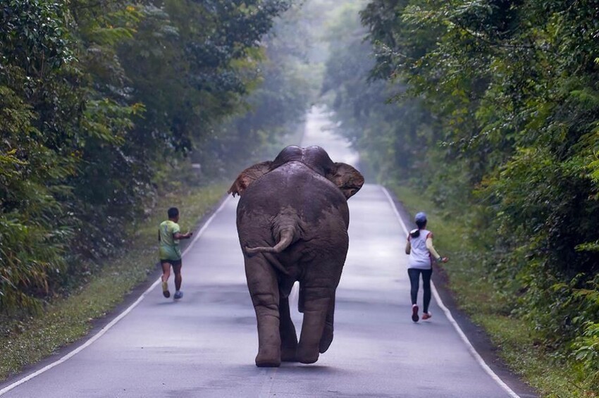 Просто прогулка слона в Таиланде 