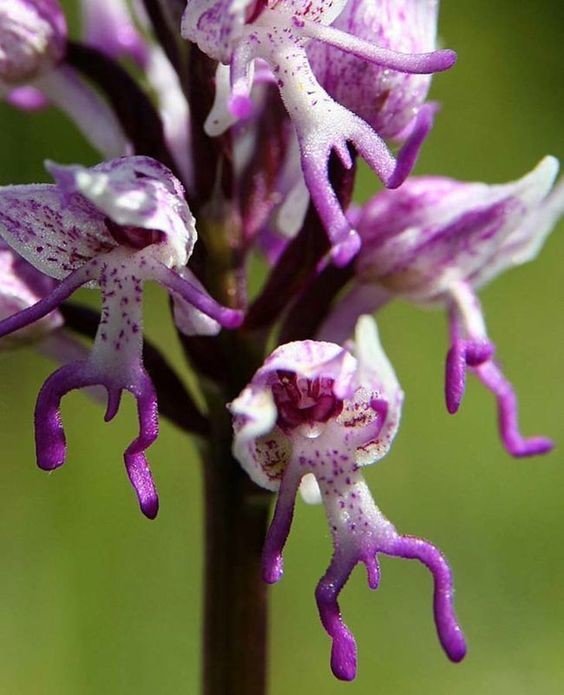 Ятрышник (орхидея)