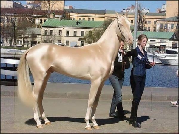 Ахалтекинец - самая красивая и редкая лошадь в мире!