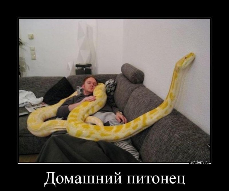 Домашний питонец