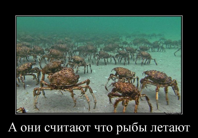 А они считают, что рыбы летают
