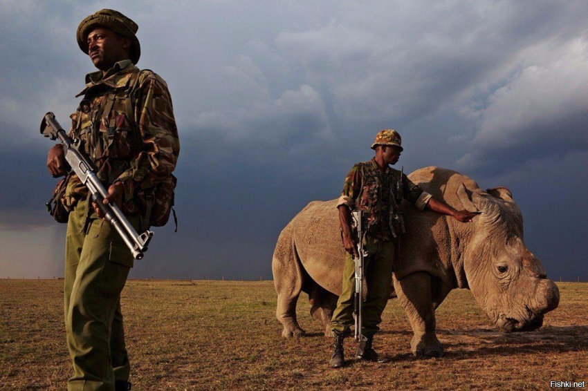 Последний самец северного белого носорога под вооруженной охраной, Кения