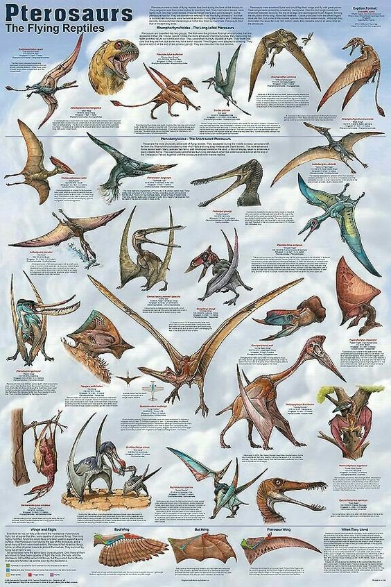 Птеродактили (лат. Pterodactyloidea, от греч. πτερόν «крыло» + δάκτυλος «палец») — подотряд вымерших рептилий отряда летающих ящеров (птерозавров), живших в юрском и меловом периодах (150—65 млн лет назад).