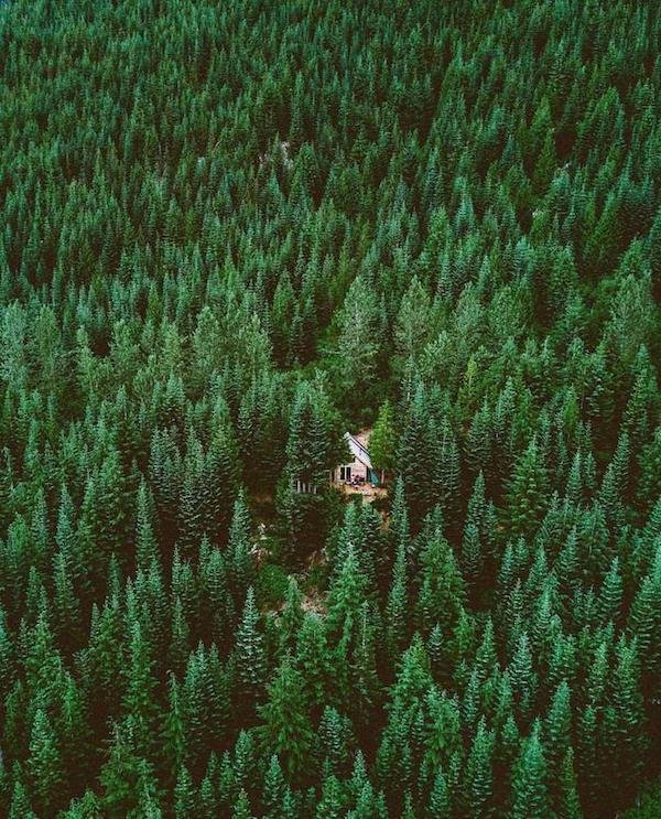 Дом в лесу