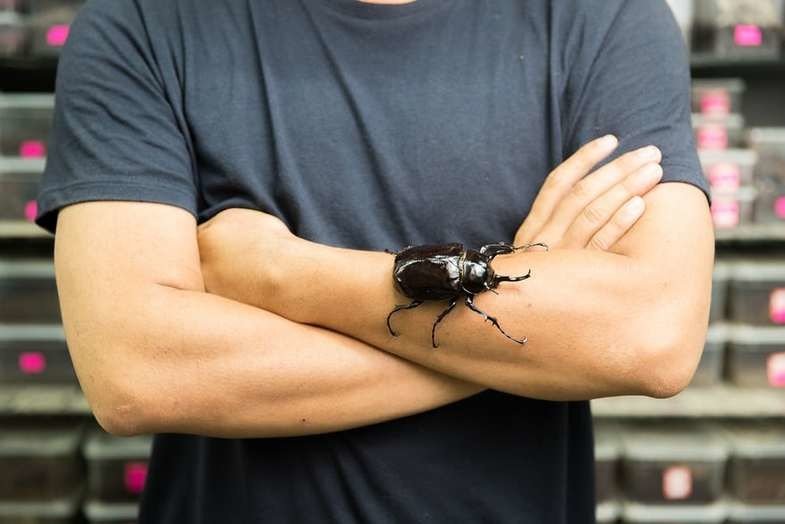 Жук Chalcosoma atlas, один из крупнейших жуков в мире. Видовое латинское название восходит к Атласу — могучему титану в греческой мифологии