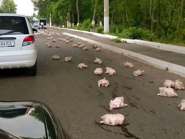 Автовсячина