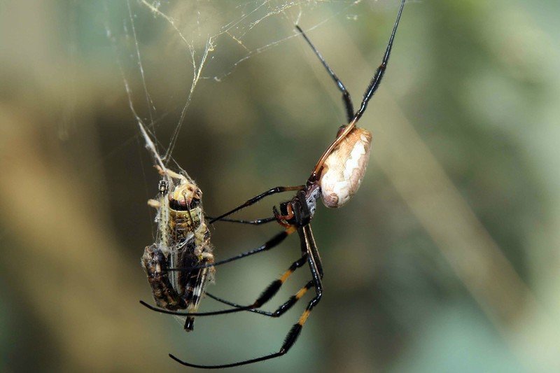 Своё название кругопряд-нефил, что переводится как "любящий плести", получил благодаря своей паутине. Пауки этого вида плетут самые большие паутины в мире