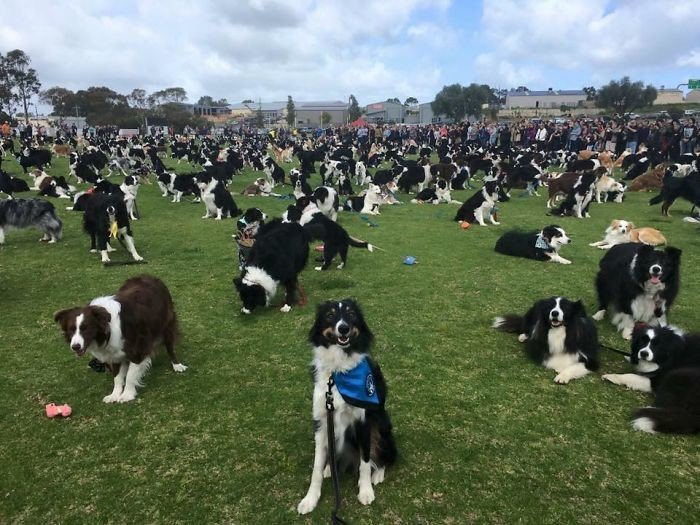 576 собак породы бордер-колли и их хозяева собрались в парке Уилластон, чтобы побить мировой рекорд 