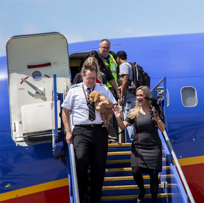 Компания southwest предоставила самолет домашним животным, осиротевшим из-за «ХАРВИ»